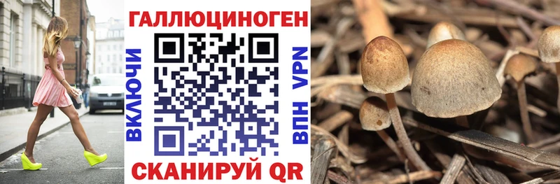 Галлюциногенные грибы Psilocybine cubensis  Прокопьевск 